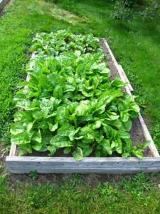 Mini Farming: Growing Beets and Chard Image